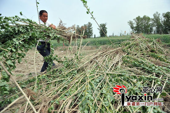 村民未签补偿协议4万树苗被拔 官方称挖错