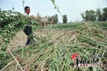 村民未签补偿协议4万树苗被拔 官方称挖错